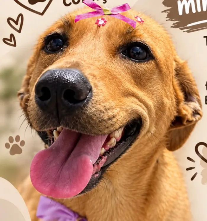 Cachorro raça SRD-ViraLata idade 3 anos nome Cacau 