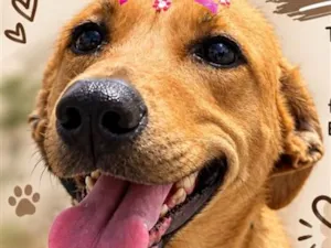 Cachorro raça SRD-ViraLata idade 3 anos nome Cacau 