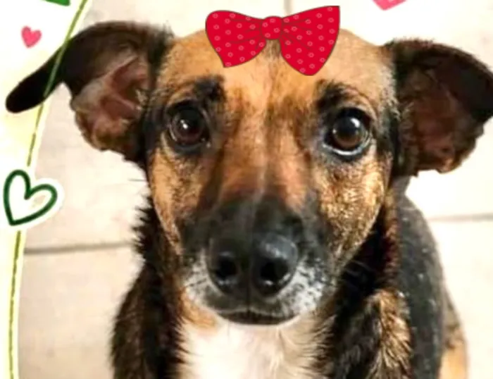 Cachorro raça SRD-ViraLata idade 3 anos nome Mel