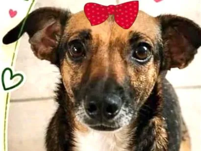 Cachorro raça SRD-ViraLata idade 3 anos nome Mel