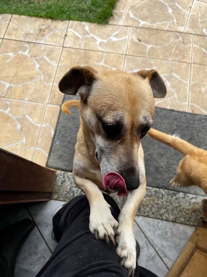 Cachorro raça SRD-ViraLata idade 2 anos nome Luly e Nina