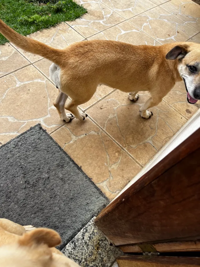 Cachorro raça SRD-ViraLata idade 2 anos nome Luly e Nina