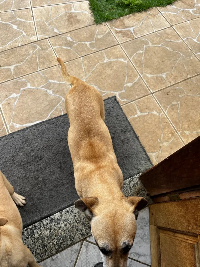 Cachorro raça SRD-ViraLata idade 2 anos nome Luly e Nina