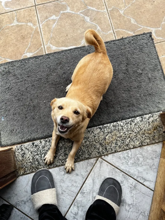 Cachorro raça SRD-ViraLata idade 2 anos nome Luly e Nina