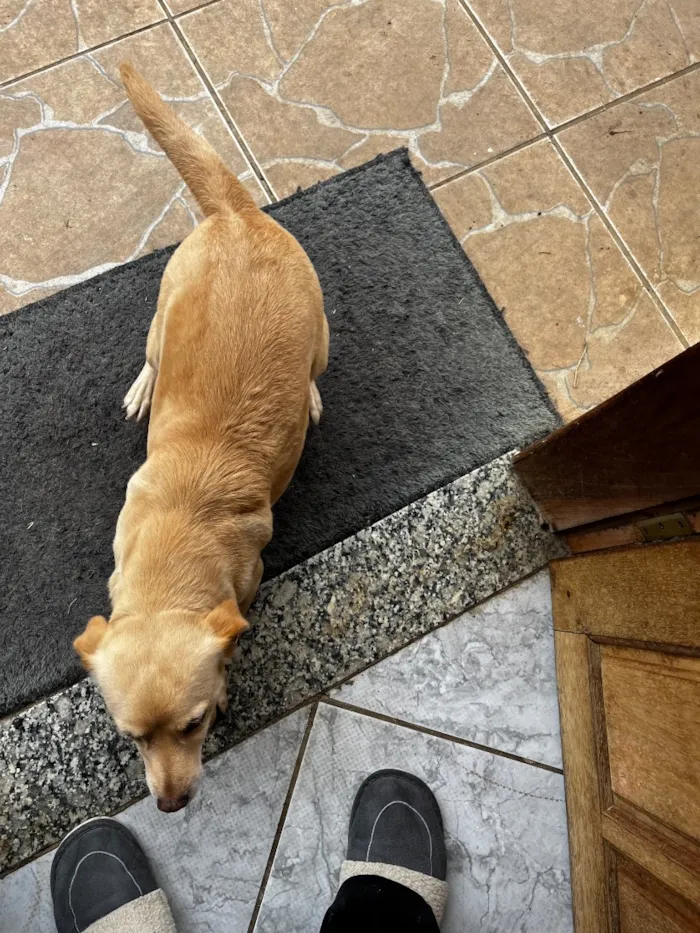 Cachorro raça SRD-ViraLata idade 2 anos nome Luly e Nina