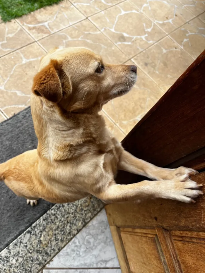 Cachorro raça SRD-ViraLata idade 2 anos nome Luly e Nina