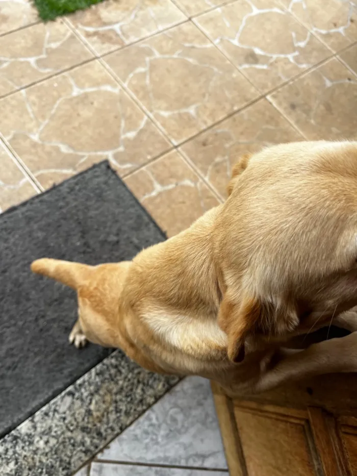 Cachorro raça SRD-ViraLata idade 2 anos nome Luly e Nina