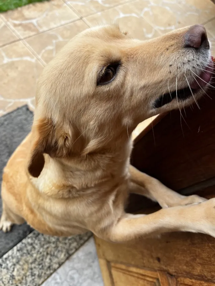 Cachorro raça SRD-ViraLata idade 2 anos nome Luly e Nina