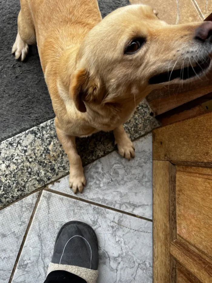 Cachorro raça SRD-ViraLata idade 2 anos nome Luly e Nina