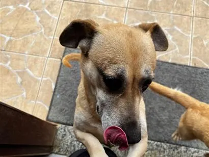 Cachorro raça SRD-ViraLata idade 2 anos nome Luly e Nina