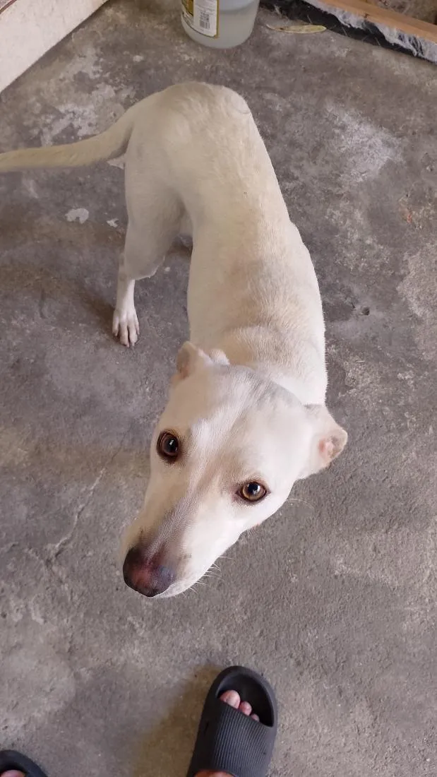 Cachorro raça SRD-ViraLata idade 1 ano nome Thor