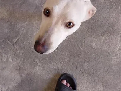 Cachorro raça SRD-ViraLata idade 1 ano nome Thor