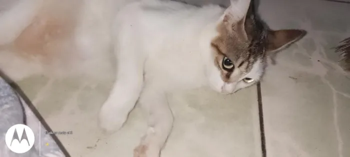 Gato raça SRD-ViraLata idade 2 anos nome cristal