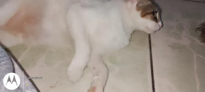 Gato raça SRD-ViraLata idade 2 anos nome cristal
