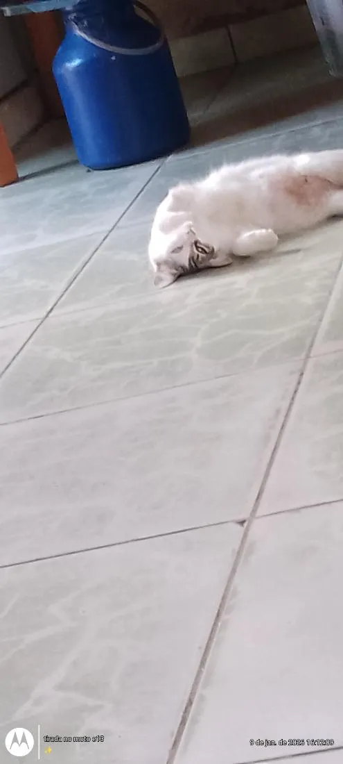 Gato raça SRD-ViraLata idade 2 anos nome cristal