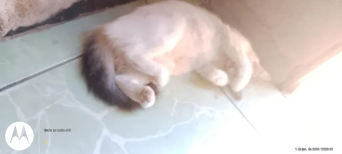 Gato raça SRD-ViraLata idade 2 anos nome cristal