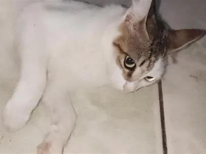 Gato raça SRD-ViraLata idade 2 anos nome cristal