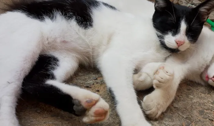 Gato raça SRD-ViraLata idade 1 ano nome sem nome