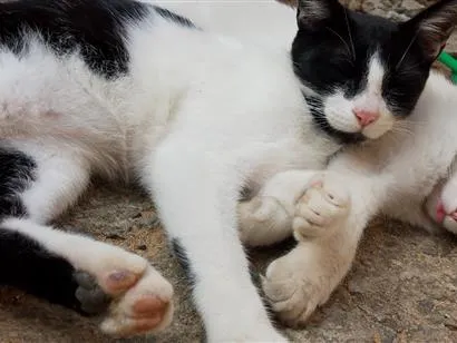 Gato raça SRD-ViraLata idade 1 ano nome sem nome