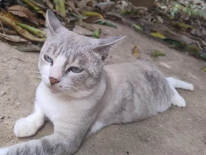 Gato raça SRD-ViraLata idade 3 anos nome Messi