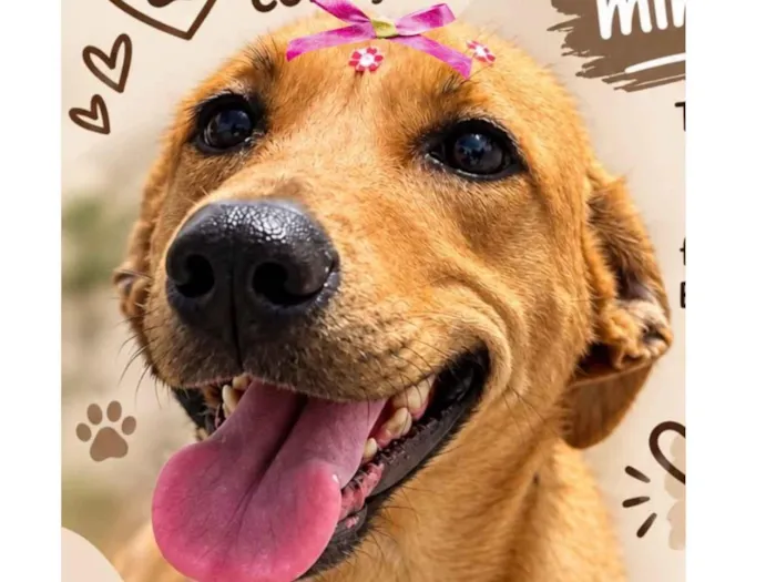 Cachorro raça SRD-ViraLata idade 3 anos nome Cacau 