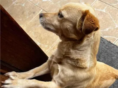 Cachorro raça SRD-ViraLata idade 2 anos nome Luly e Nina