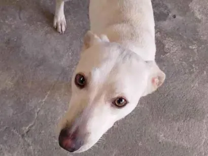 Cachorro raça SRD-ViraLata idade 1 ano nome Thor