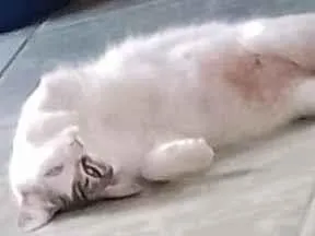 Gato raça SRD-ViraLata idade 2 anos nome cristal