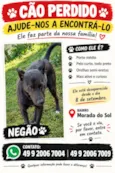 Negão
