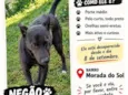 Negão