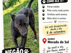 Cachorro raça SRD-ViraLata idade 5 anos nome Negão
