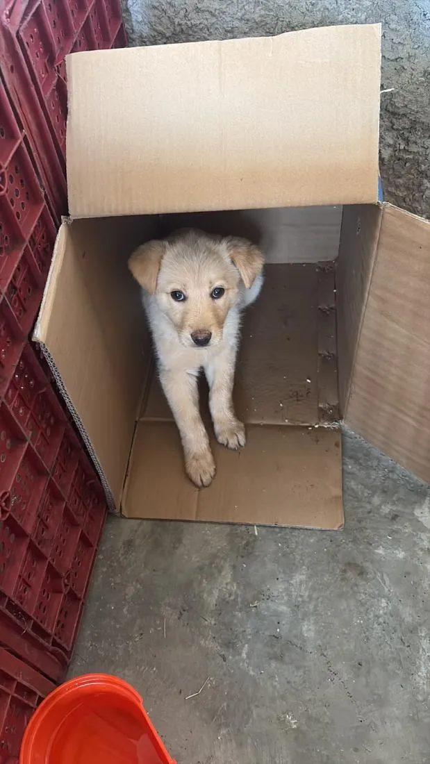 Cachorro raça SRD-ViraLata idade 2 a 6 meses nome Sem nome...