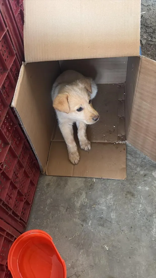 Cachorro raça SRD-ViraLata idade 2 a 6 meses nome Sem nome...