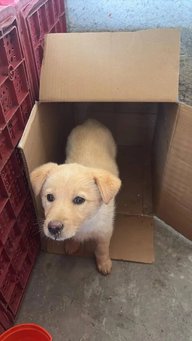 Cachorro raça SRD-ViraLata idade 2 a 6 meses nome Sem nome...