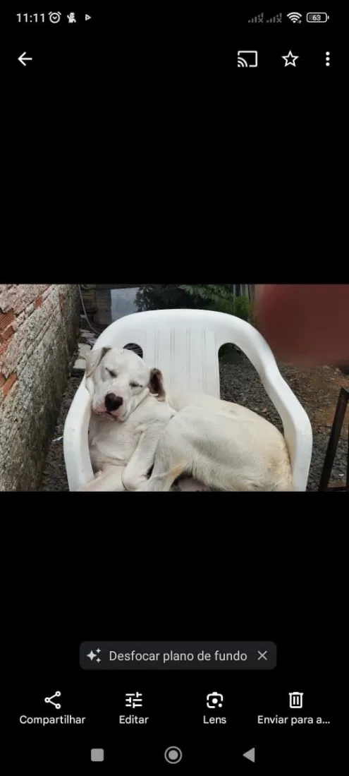 Cachorro raça Dogue Alemão idade 3 anos nome Fred
