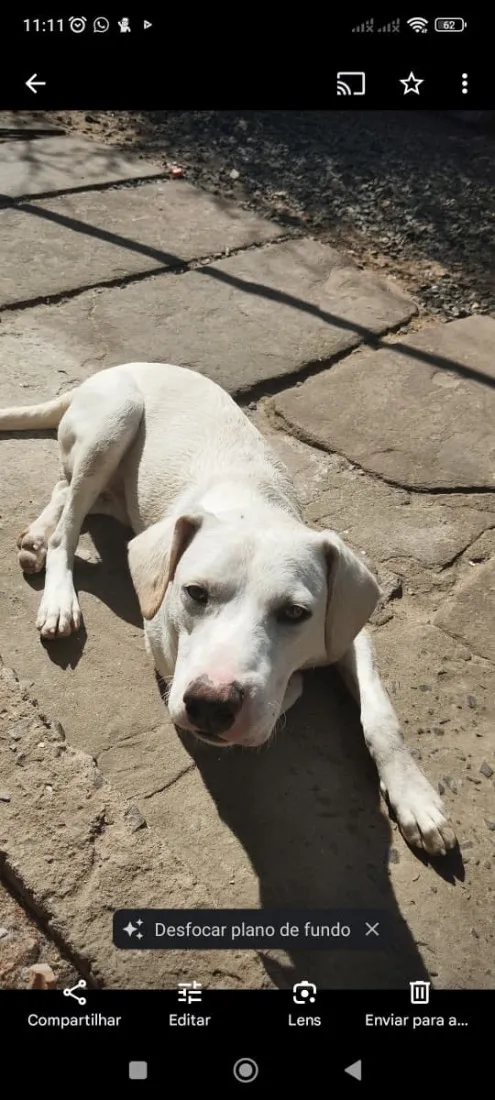 Cachorro raça Dogue Alemão idade 3 anos nome Fred