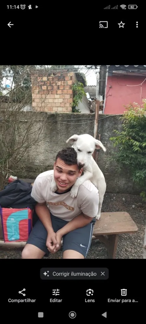 Cachorro raça Dogue Alemão idade 3 anos nome Fred