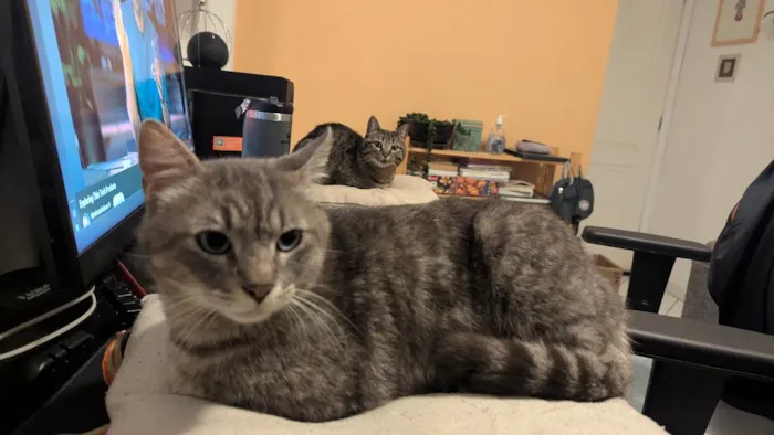 Gato raça  idade 2 anos nome Pompeu