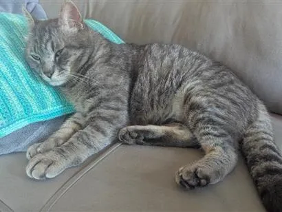 Gato raça  idade 2 anos nome Pompeu