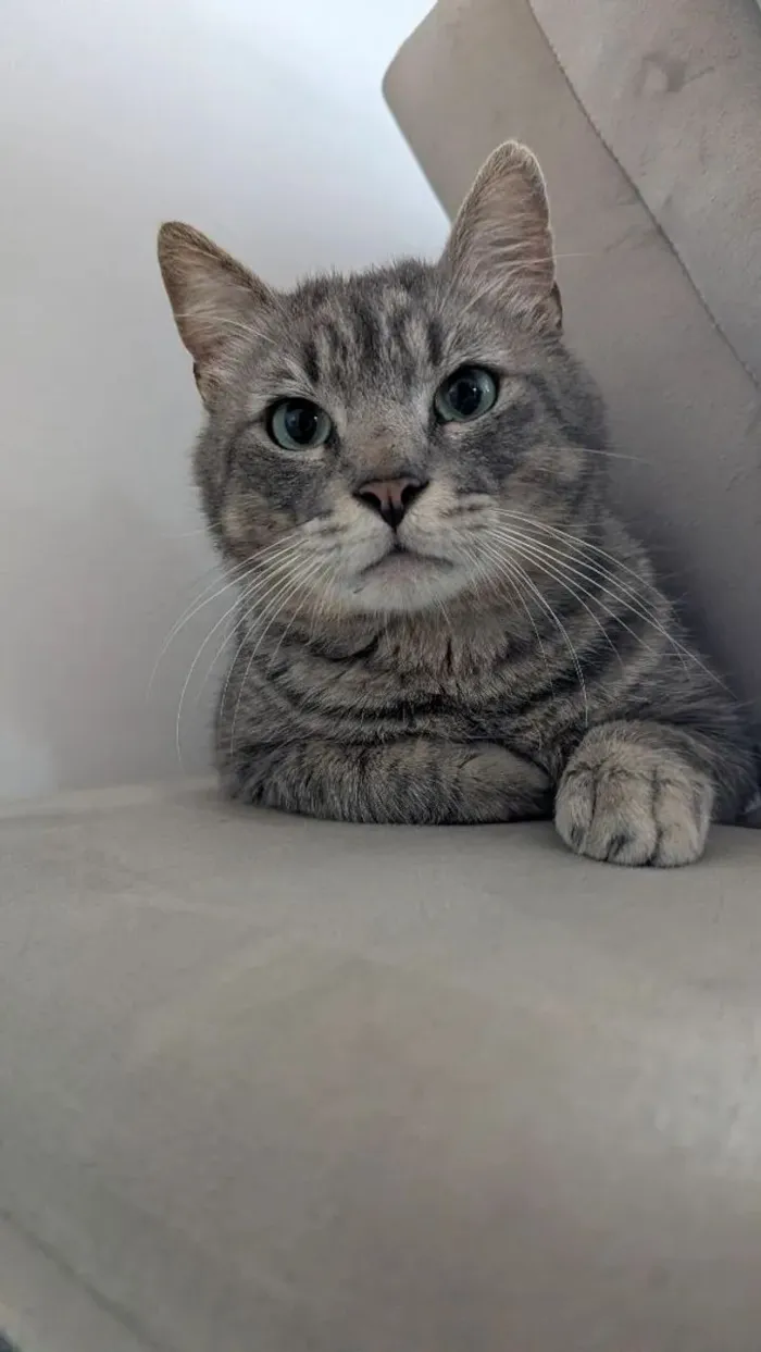 Gato raça  idade 2 anos nome Pompeu