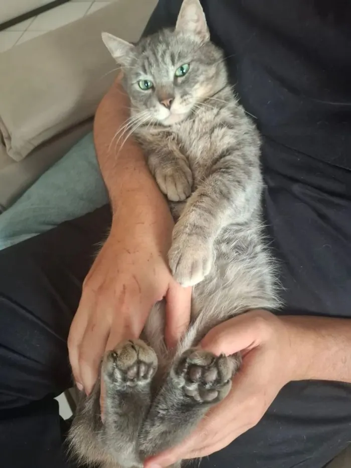 Gato raça  idade 2 anos nome Pompeu