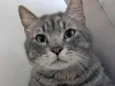 Pompeu