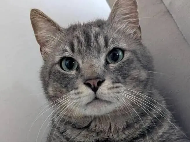 Gato raça  idade 2 anos nome Pompeu