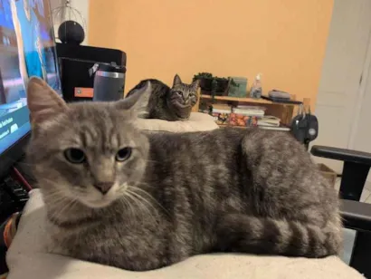 Gato raça  idade 2 anos nome Pompeu
