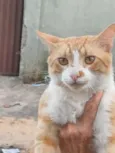 Romeu