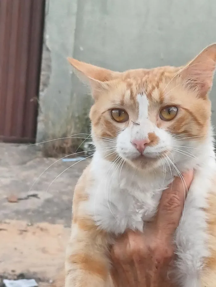 Gato raça SRD-ViraLata idade 7 a 11 meses nome Romeu