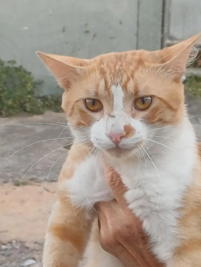 Gato raça SRD-ViraLata idade 7 a 11 meses nome Romeu