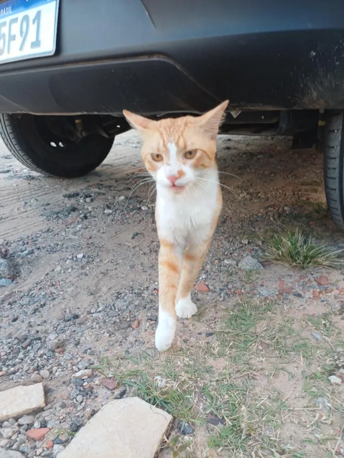 Gato raça SRD-ViraLata idade 7 a 11 meses nome Romeu