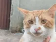 Romeu