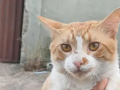 Gato raça SRD-ViraLata idade 7 a 11 meses nome Romeu